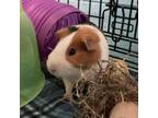 Adopt Pancake a Guinea Pig