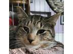 Adopt Java a Tabby, Domestic Short Hair