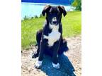 Adopt PUPPY MURPHY a Border Collie