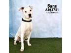 Adopt BANE a Pit Bull Terrier, Mixed Breed