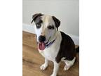 Adopt SPARKLES a Mixed Breed, Mastiff