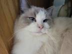 Adopt Harper (Ragdoll, purebred) a Ragdoll