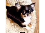 Chihuahua Puppy for sale in Purvis, MS, USA