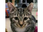 Adopt Hunter a Tabby