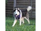 Adopt Simba a Siberian Husky