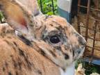 Adopt LolaBuns a Mini Rex