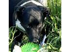 Adopt Ringo a Labrador Retriever, Australian Shepherd