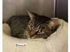 Adopt Branch 21C-0288 a Domestic Short Hair