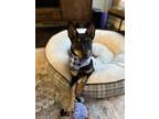 Adopt Cosmos a Miniature Pinscher