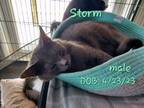 Adopt Storm a Domestic Short Hair