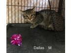 Adopt Dallas a Domestic Short Hair