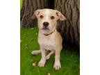 Adopt Remmington a American Staffordshire Terrier, Labrador Retriever