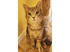 Adopt Lilo a Tabby, Domestic Short Hair