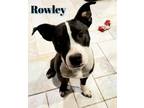 Adopt Rowley a Pit Bull Terrier