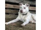 Adopt Mumbles - adopt or foster a Australian Shepherd, Australian Cattle Dog /