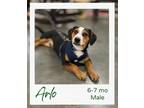 Adopt Arlo a Beagle