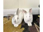Adopt Doc and Dopey a Bunny Rabbit