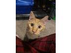 Adopt Alexandria's Cheese a Domestic Short Hair