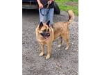 Adopt Tucker a German Shepherd Dog, Akita