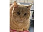 Adopt Archie a Domestic Short Hair