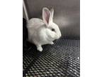 Adopt Gandalf a Bunny Rabbit