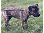 Adopt Draco a Mastiff, Plott Hound