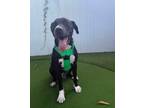 Adopt Atlas a Pit Bull Terrier