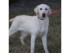 Labrador Retriever Puppy for sale in Seneca, KS, USA