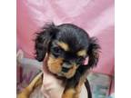 Cavalier King Charles Spaniel Puppy for sale in Youngstown, OH, USA