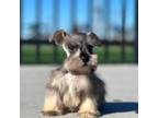 Schnauzer (Miniature) Puppy for sale in Rancho Cucamonga, CA, USA