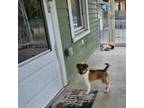 Shetland Sheepdog Puppy for sale in Washington Court House, OH, USA