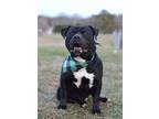 Adopt Billy - Adoptable a Pit Bull Terrier, Mixed Breed