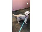 Adopt Curly a Bichon Frise, Poodle