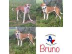 Adopt Bruno a Catahoula Leopard Dog