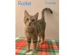 Adopt Rocket a Domestic Short Hair