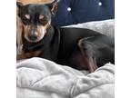 Adopt Razor a Miniature Pinscher