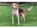 Adopt Max a Treeing Walker Coonhound, Mixed Breed