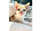 Adopt Chickie a Domestic Short Hair