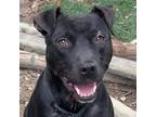 Adopt Nishi a Pit Bull Terrier, Labrador Retriever