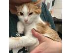 Adopt Olaf a American Shorthair