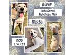 Adopt River a Great Pyrenees, Labrador Retriever