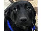 Adopt Shadow a Labrador Retriever, German Shepherd Dog