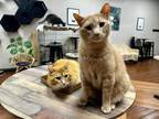 Adopt Tony a American Shorthair