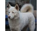 Adopt Osiris a Siberian Husky