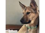 Adopt Arthur a Shepherd