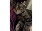 Adopt Beaux a American Shorthair