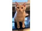 Adopt Chai (Bonded with Pekoe) a Domestic Short Hair