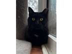 Adopt Theodore a Domestic Short Hair