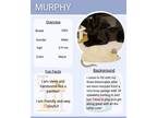 Adopt Murphy a Domestic Short Hair