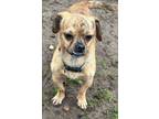 Adopt Flounder a Pug, Terrier